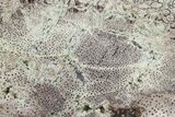 Cretaceous Petrified Palmwood Slab - New Mexico #166418-1